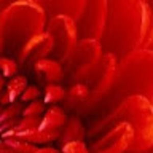 Meet your Posher, Addison